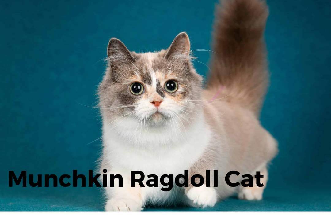 Munchkin Ragdoll Cat: A Guide to This Unique Feline Breed